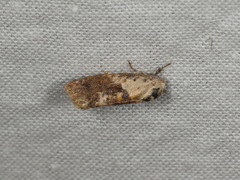Hypertropha chlaenota