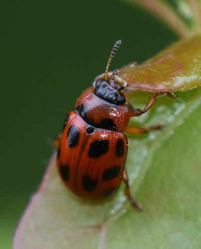 Taškuotasis Dygblauzdis nuotrauka
