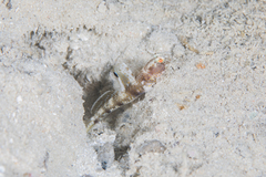 Tomiyamichthys oni