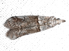 Acrobasis obliqua