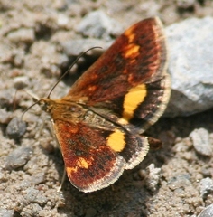 Pyrausta orphisalis