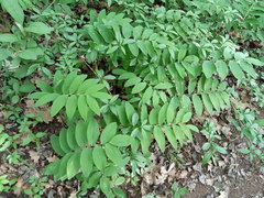Polygonatum orientale