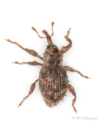 Trachodes hispidus