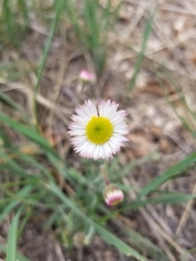 Erigeron tracyi