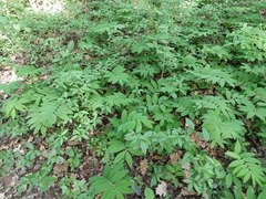 Polygonatum orientale