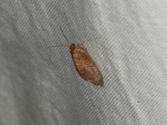 Drepanacra binocula