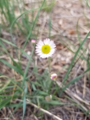 Erigeron tracyi