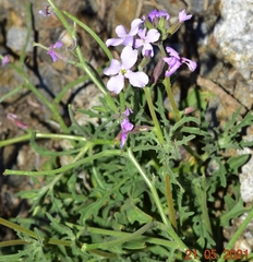 Matthiola lunata