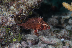Pteragogus cryptus