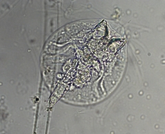 Testudinella