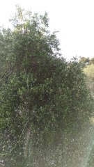 Olea europaea