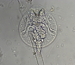 Testudinella