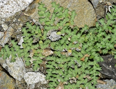 Herniaria cinerea