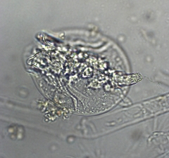 Testudinella