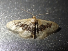 Idaea gemmata
