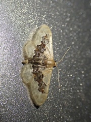 Idaea gemmata
