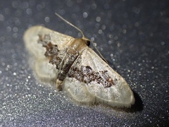 Idaea gemmata