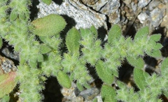 Herniaria cinerea