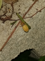 Lamprohiza mulsantii