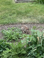 Sylvilagus floridanus