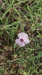 Convolvulus althaeoides