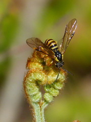 Strongylogaster multicincta