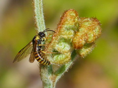 Strongylogaster multicincta