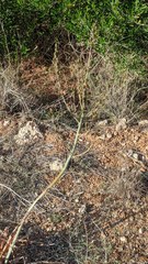 Asphodelus ramosus ramosus