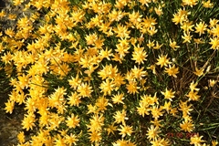 Genista umbellata