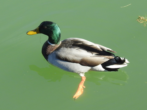 Mallard photographed in Texas