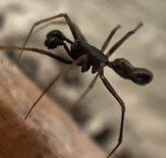 Neriene furtiva