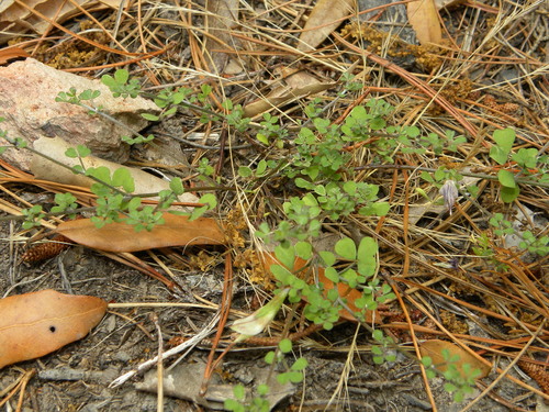 Lotus macranthus image