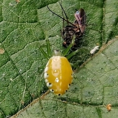 Alpaida albocincta