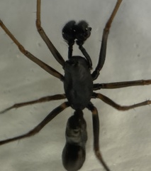 Neriene furtiva