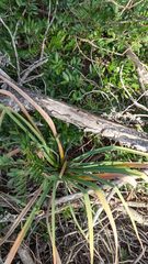 Asphodelus ramosus ramosus