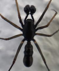 Neriene furtiva