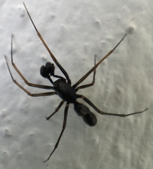 Neriene furtiva