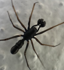 Neriene furtiva