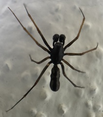 Neriene furtiva