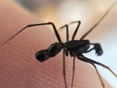Neriene furtiva