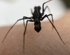 Neriene furtiva