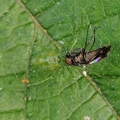 Alpaida albocincta