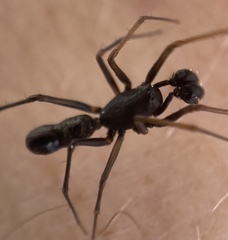 Neriene furtiva