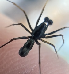 Neriene furtiva