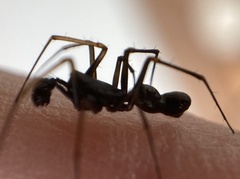 Neriene furtiva