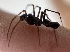 Neriene furtiva