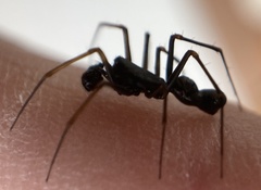 Neriene furtiva