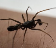 Neriene furtiva
