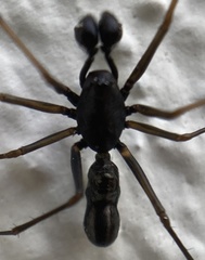Neriene furtiva
