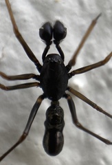 Neriene furtiva